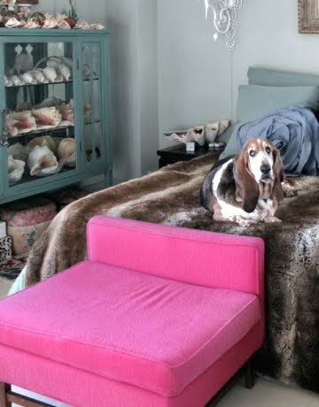 dog on bed