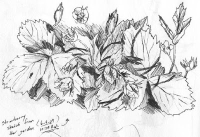 Sketched Plants