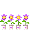 Flores para vocês !