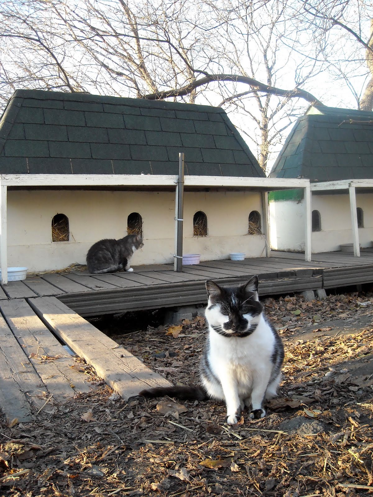 Parliament Hill Cats