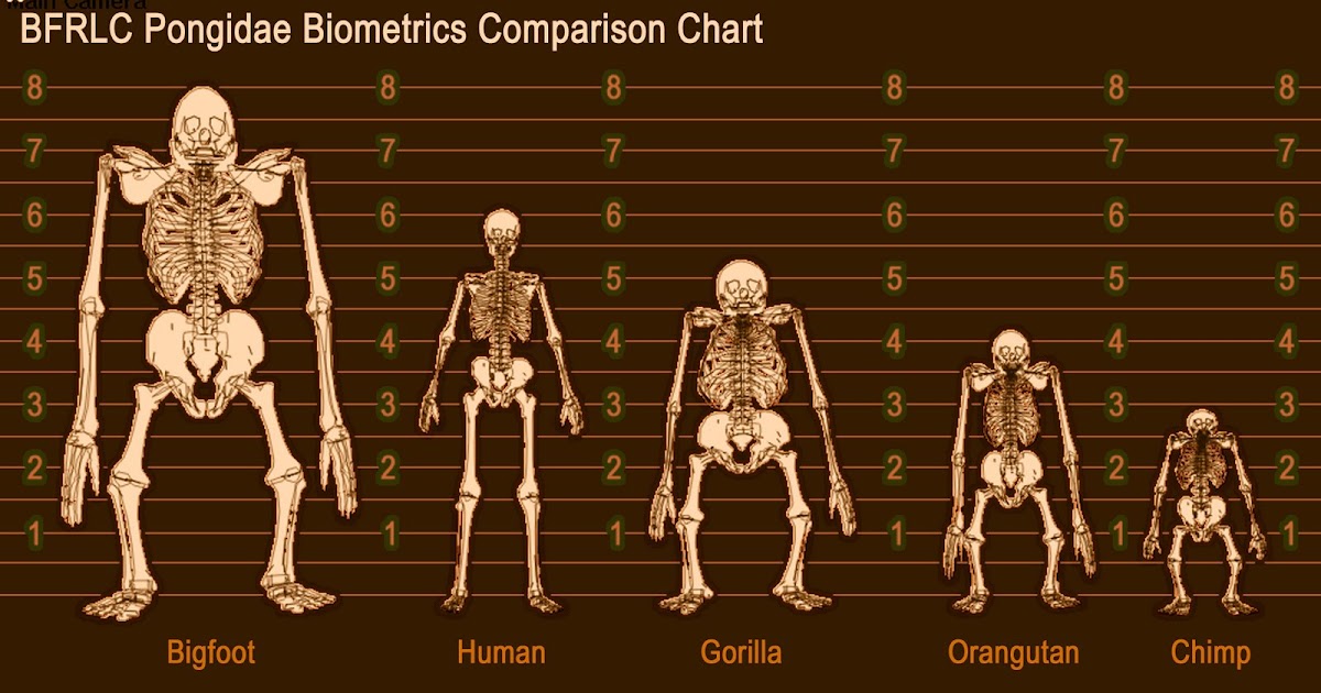 Bigfoot News | Bigfoot Lunch Club: Bigfoot Bones: Sasquatch Skeleton