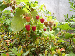la plaza de mertesaker: Podar frambuesos... comer frambuesas