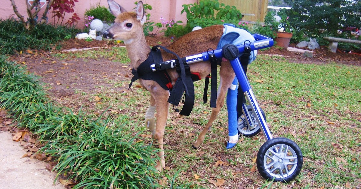Handicapped Pets Rosie the Deer Dashes through the Holidays in a Walkin' Wheels Dog Wheelchair