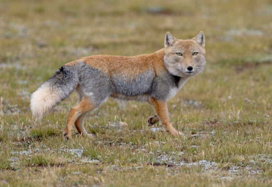 Pampas Fox
