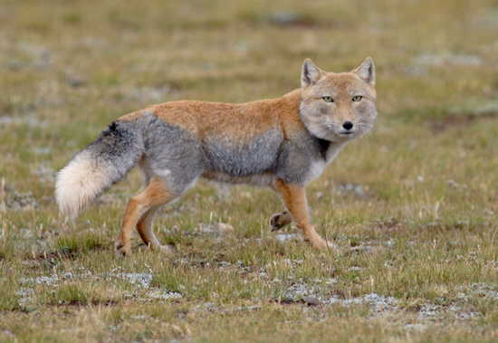 Dik dik VS Tibetan Fox Tibetan+fox