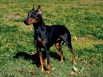 terrier manchester dog university akc group