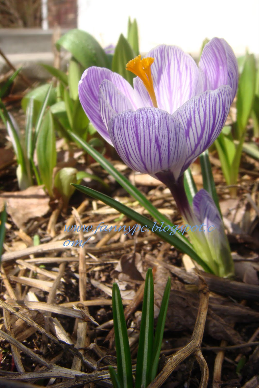 http://3.bp.blogspot.com/_qYeSNZspViI/S7P9fuivxlI/AAAAAAAAn60/2BfQ8ybY_lI/s1600/DSC04649.jpg