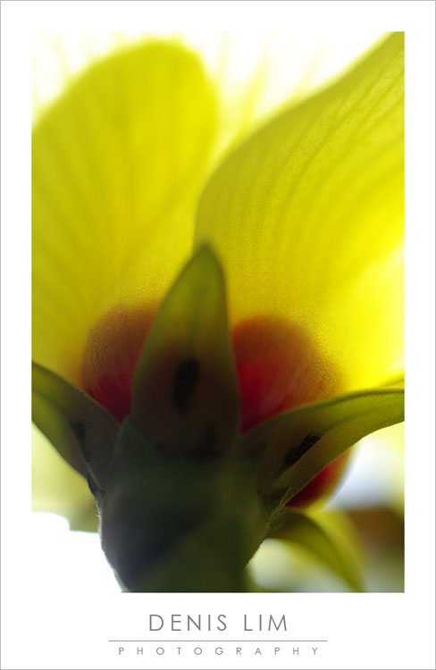 [Delicate+Light.jpg]