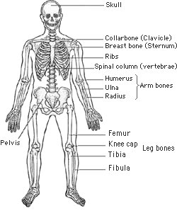 [body-structur.bmp]