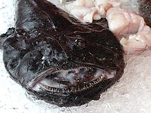 [220px-Monkfish[1].jpg]