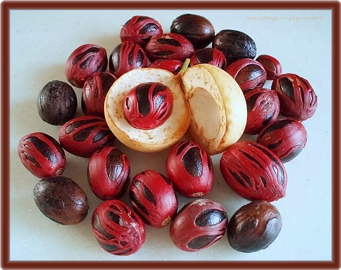 Cottage Life on Pilgrim's Farm Nutmeg Jam...