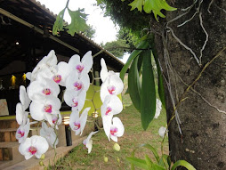 orquídeas