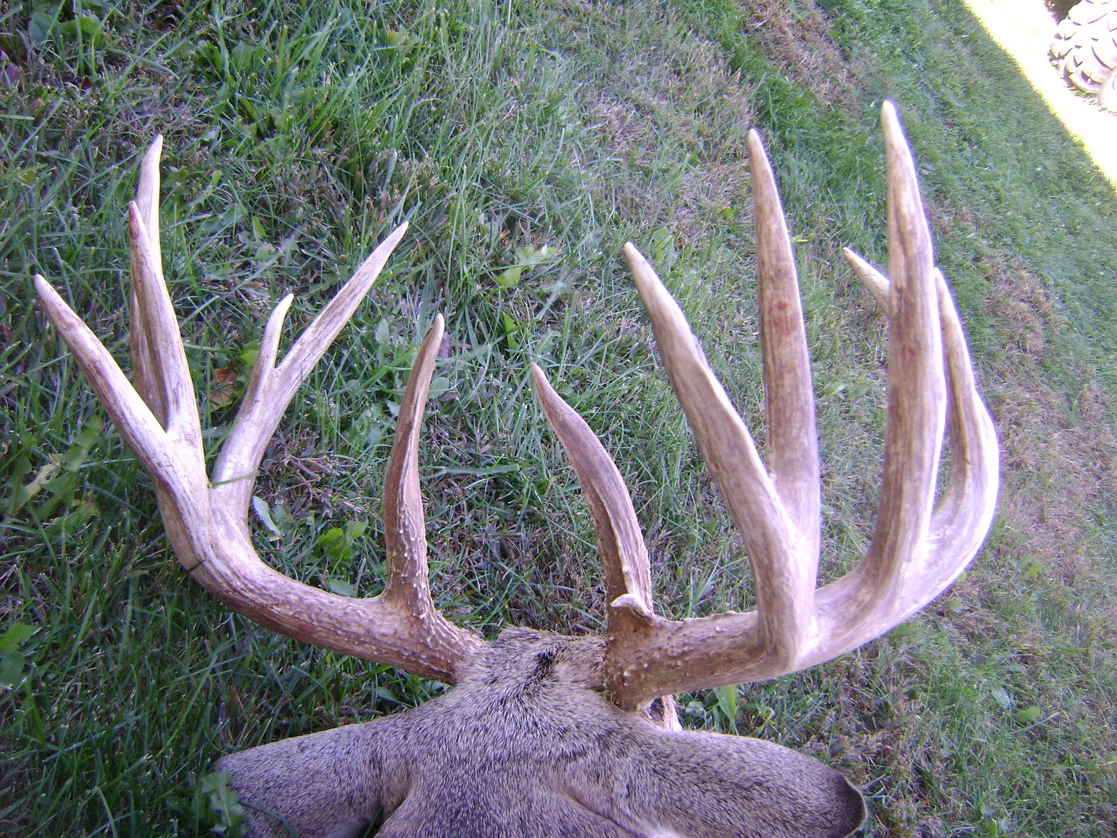 Big Deer Kills