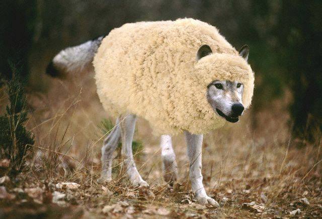 [Wolf-in-Sheeps-Clothing.jpg]