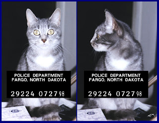 badcat.jpg