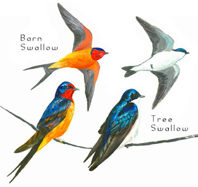 The swallow is symbolic of hope fertility and renewal of life