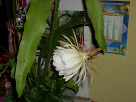 my flower " wijayakusuma "