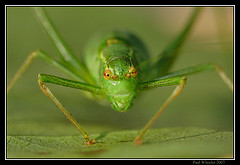[cricket]