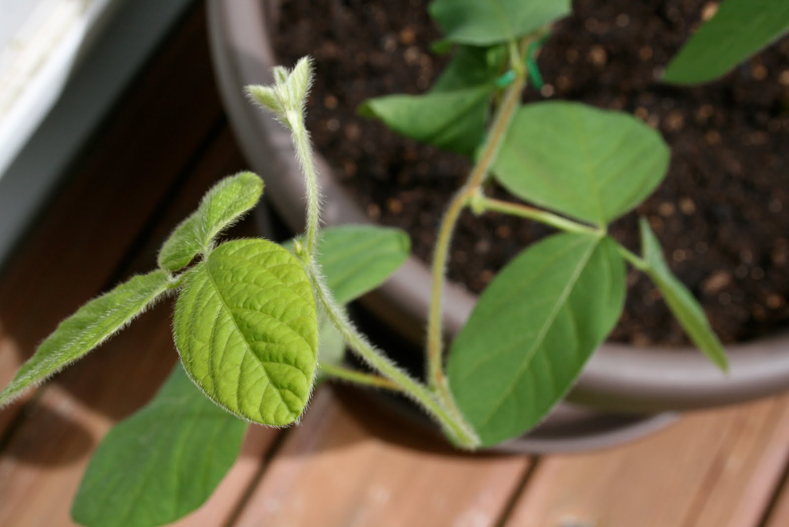 Tasty Travels... food talks, I listen Gardening Growing Edamame in