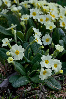 Irish Spring Flowers