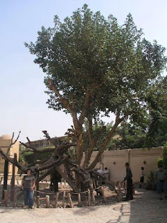 Trees In Egypt