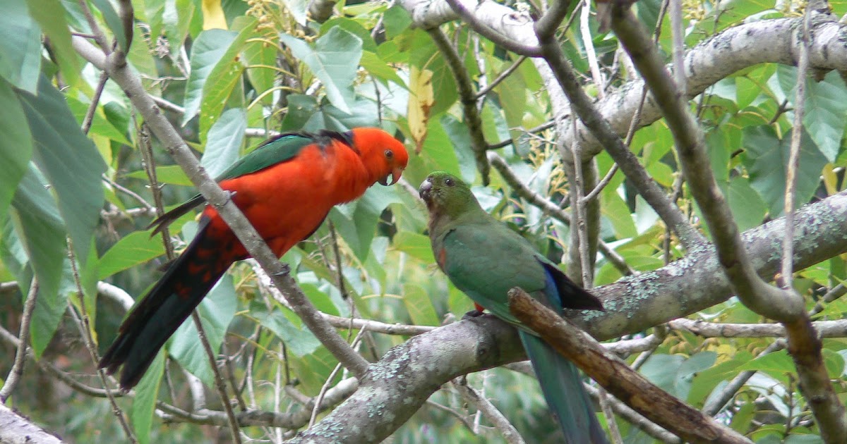 Christmas Hills Baby King Parrot (Alisterus scapularis)