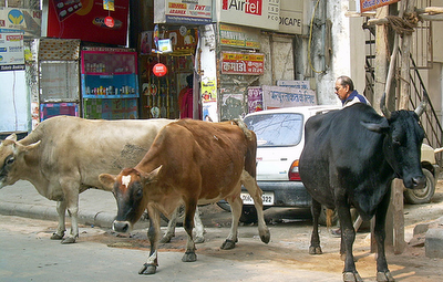 vacas de la India