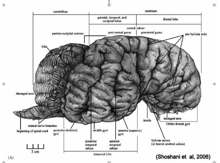 Elephant Reintroduction Foundation Mor Kwan's Elephant Clinic