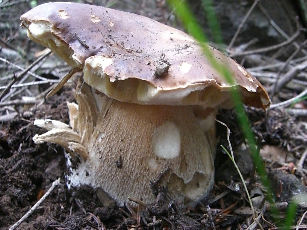 Funghi in Toscana I Porcini 2°