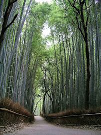 Tree Tunnel in Japan