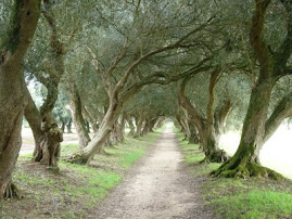 Olive Tree Tunnel