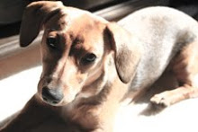 The Dog