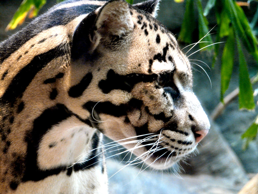 http://3.bp.blogspot.com/_qiZSF-B8MPo/TISfLm7uBsI/AAAAAAAAAIk/OBk6xY8beq8/s1600/Clouded_Leopard_IX_by_Jisei.jpg