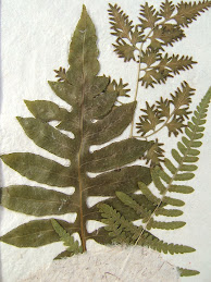Three Ferns in Handmade paper