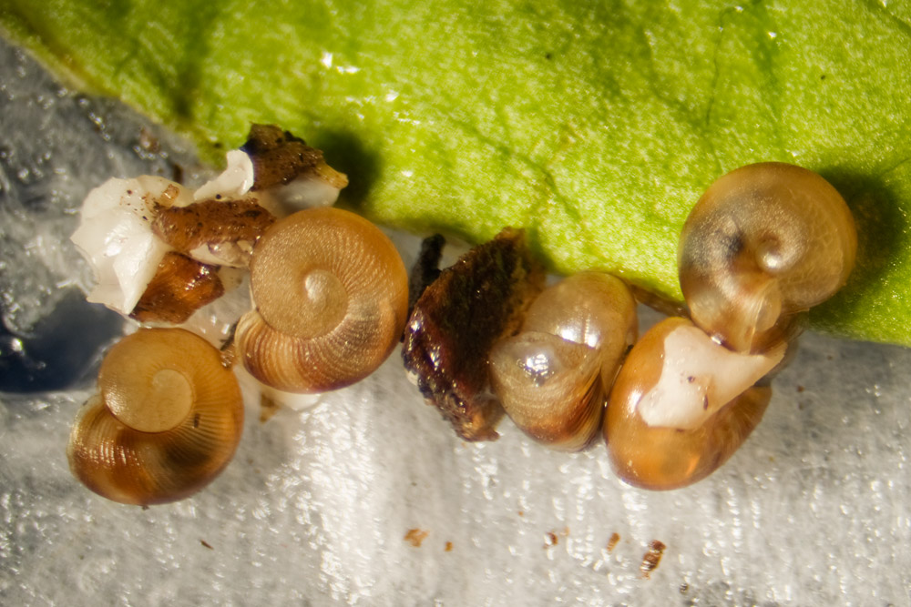 Land Snails and Slugs of Pennsylvania and New York January 2011