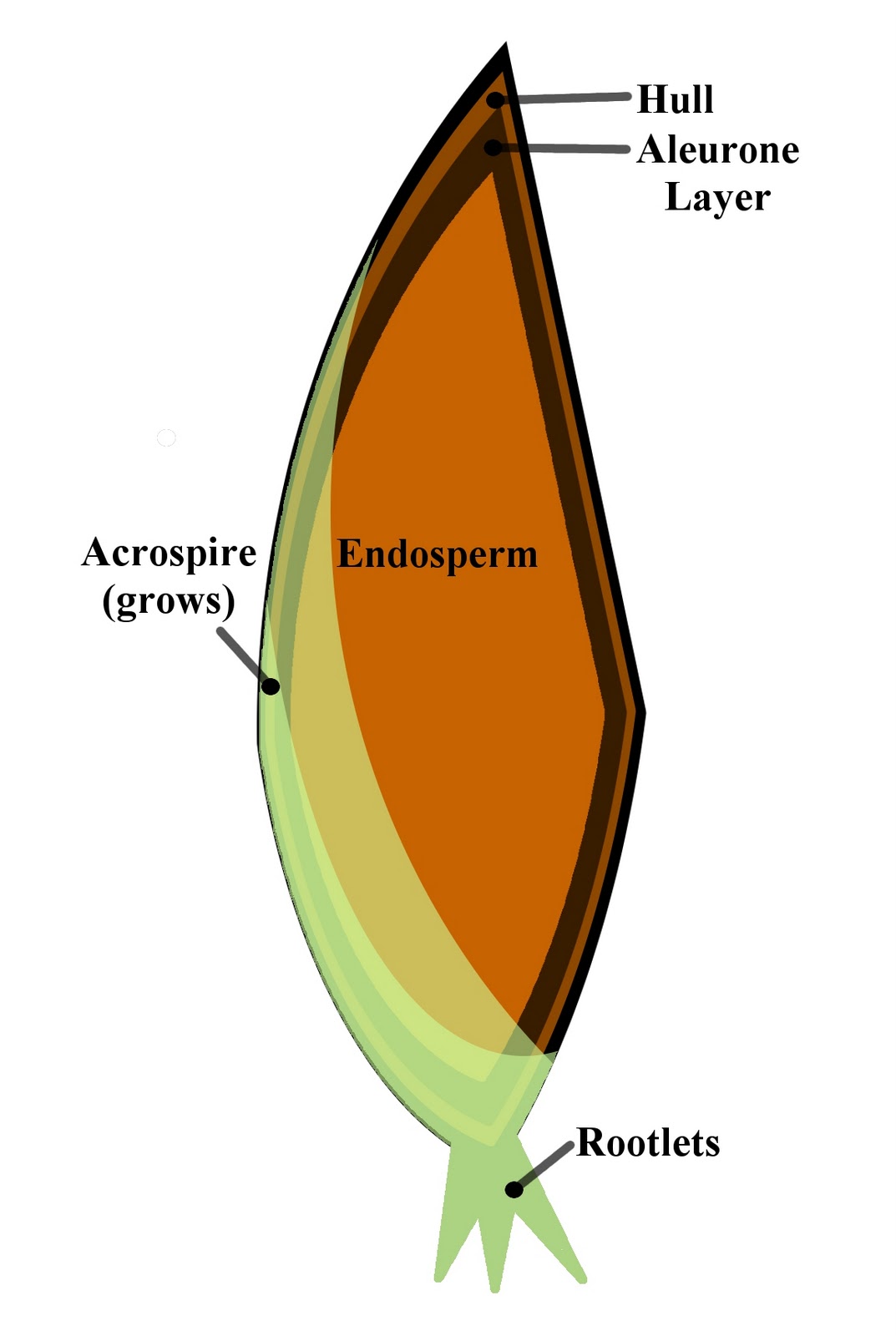 Brew True Back To Basics Barley