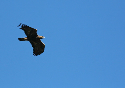 [GoldenEagle200210.jpg]