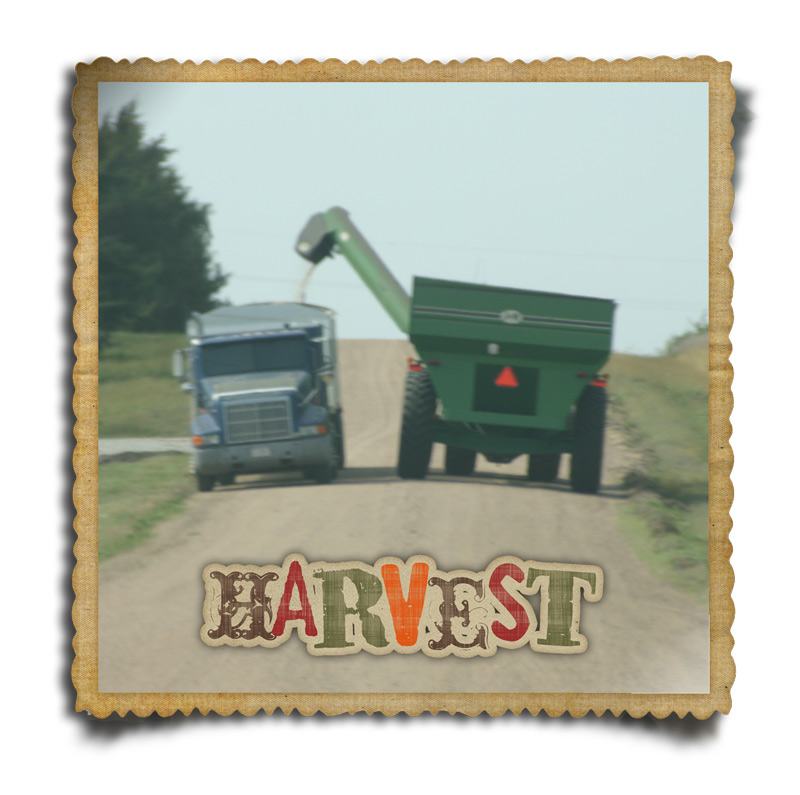 [Harvest1.jpg]