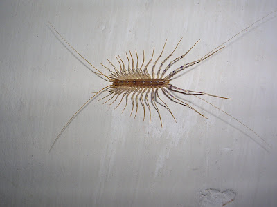 insectos insectos