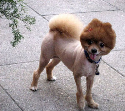 Pomeranian Haircut Styles Pomeranian Haircut Styles Pomeranian