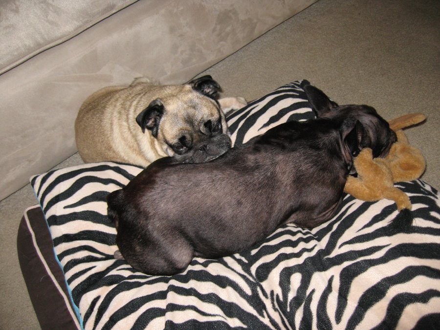 [leroyBebop-pug-frenchie.jpg]