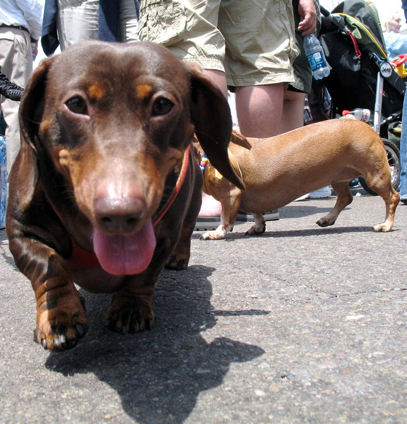 curious wiener dog; click for previous post