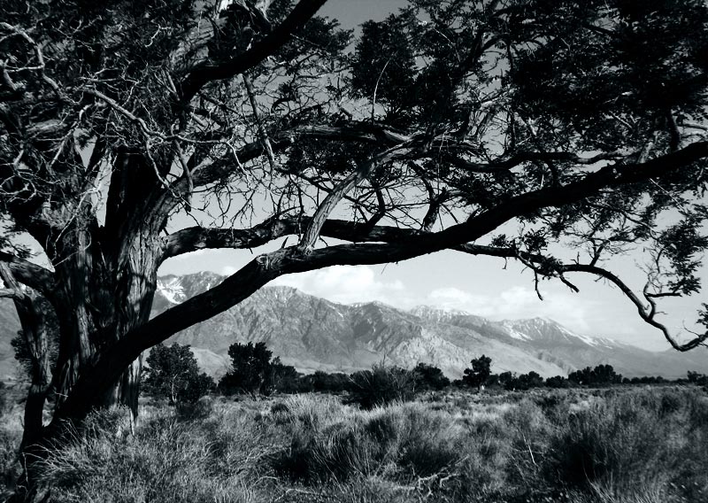 Tree and mountains; click for previous post