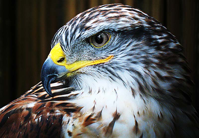 Ferruginous hawk; click for previous post