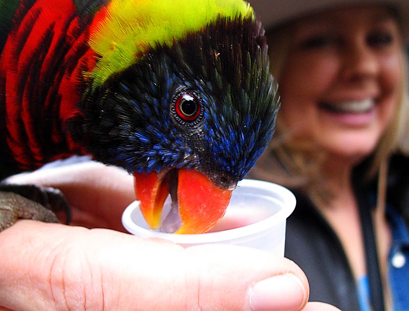 Feeding the lorikeet; click for previous post