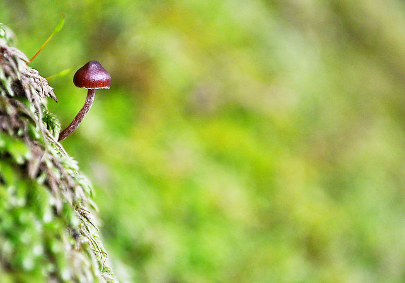 Miniature mushroom; click for previous post