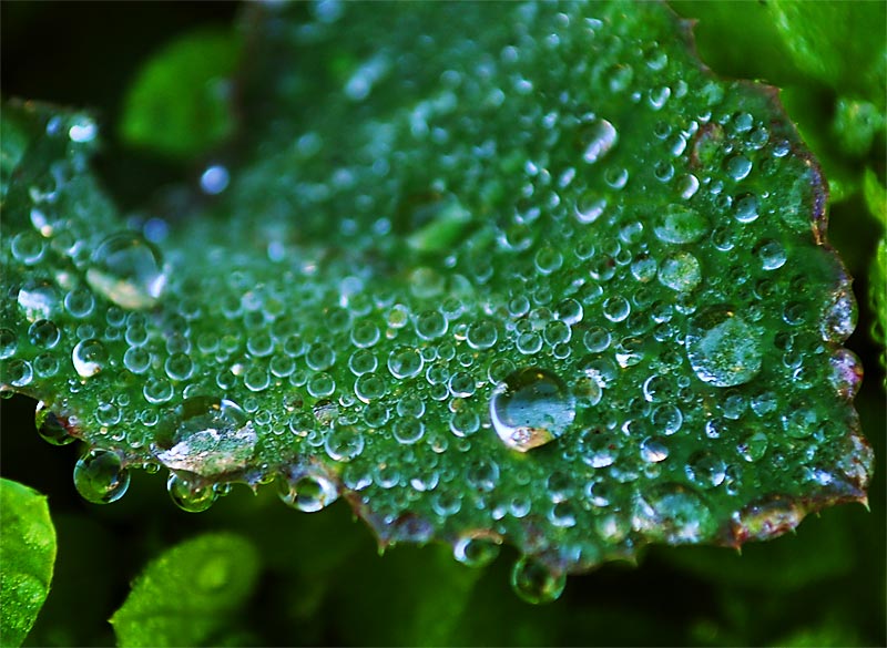 Droplets on a leaf; click for previous post