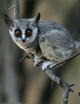 ush baby lemur. ush abies bush baby monkey. ush baby lemur. ush abies