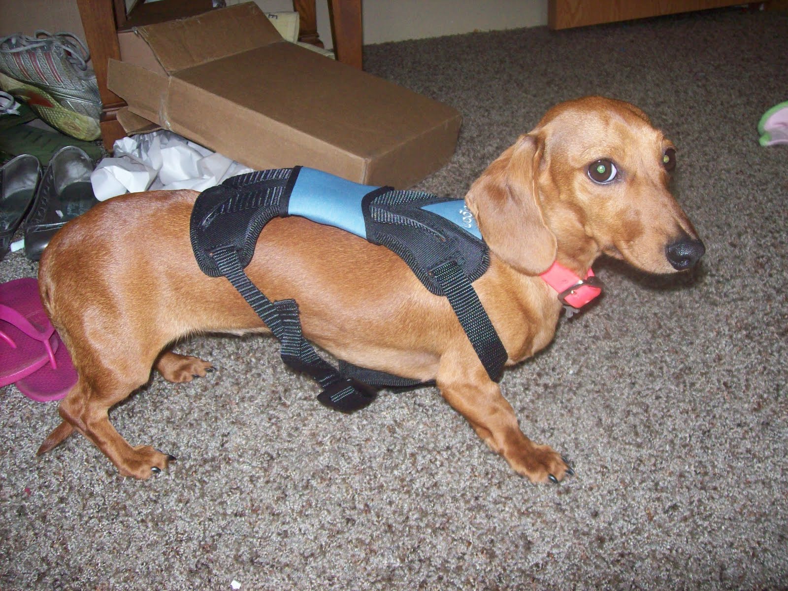 Giveaway 26 V9DT Pet Travel Harness The Nutritionist Reviews