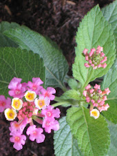 lantana